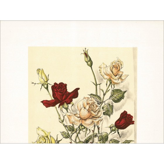 Leonor Foujita - Blumenstrauß von Rosen, Lithographie