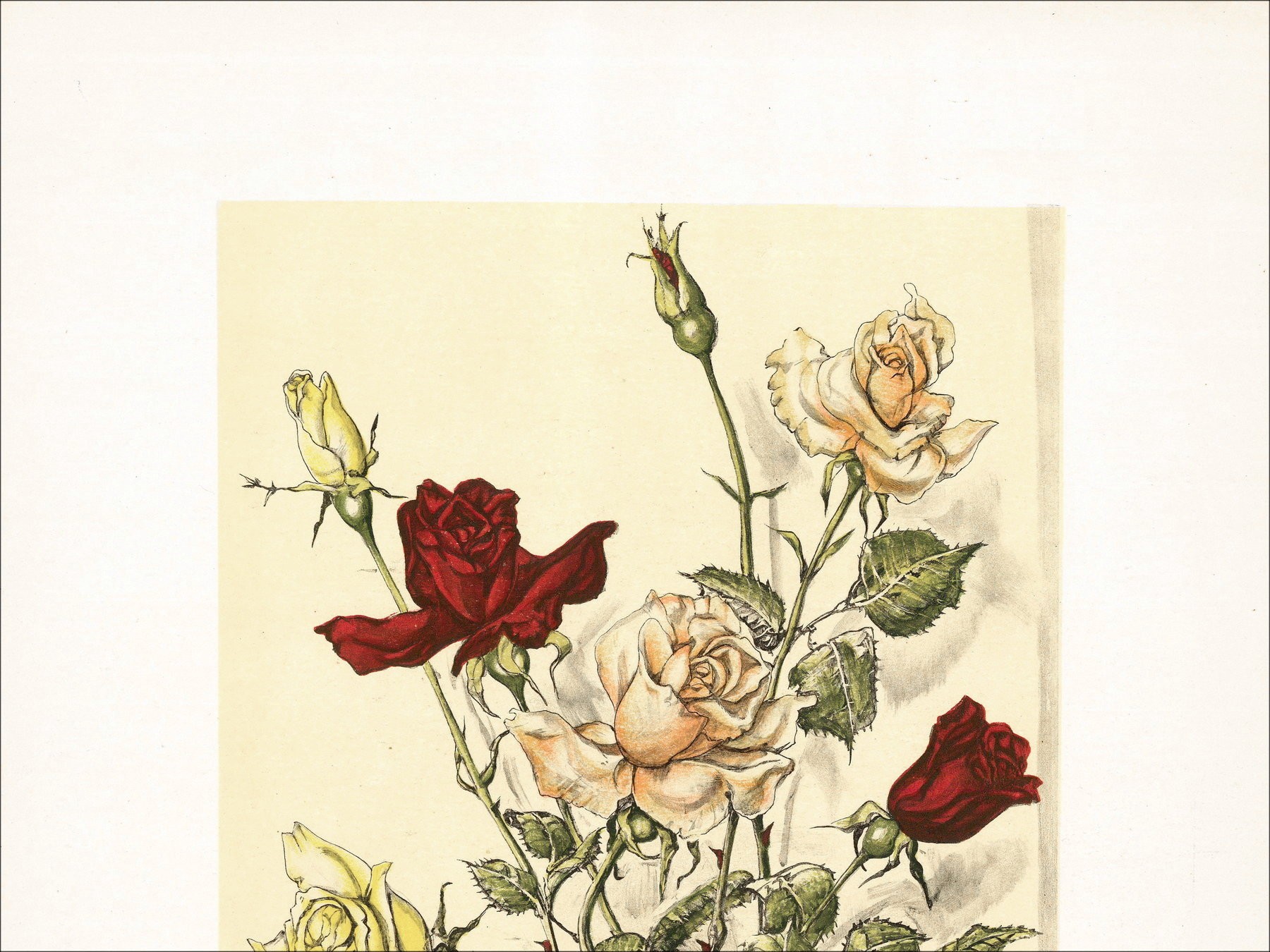 Léonor Foujita – Bouquet de Roses, litografía
