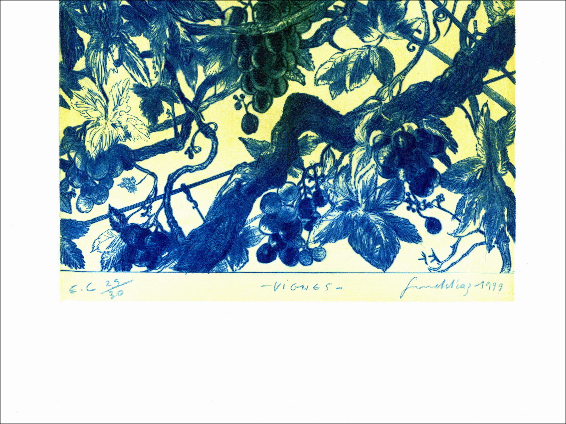 DIAZ Gérard - Original engraving "Vines" 66x50cm - 1999