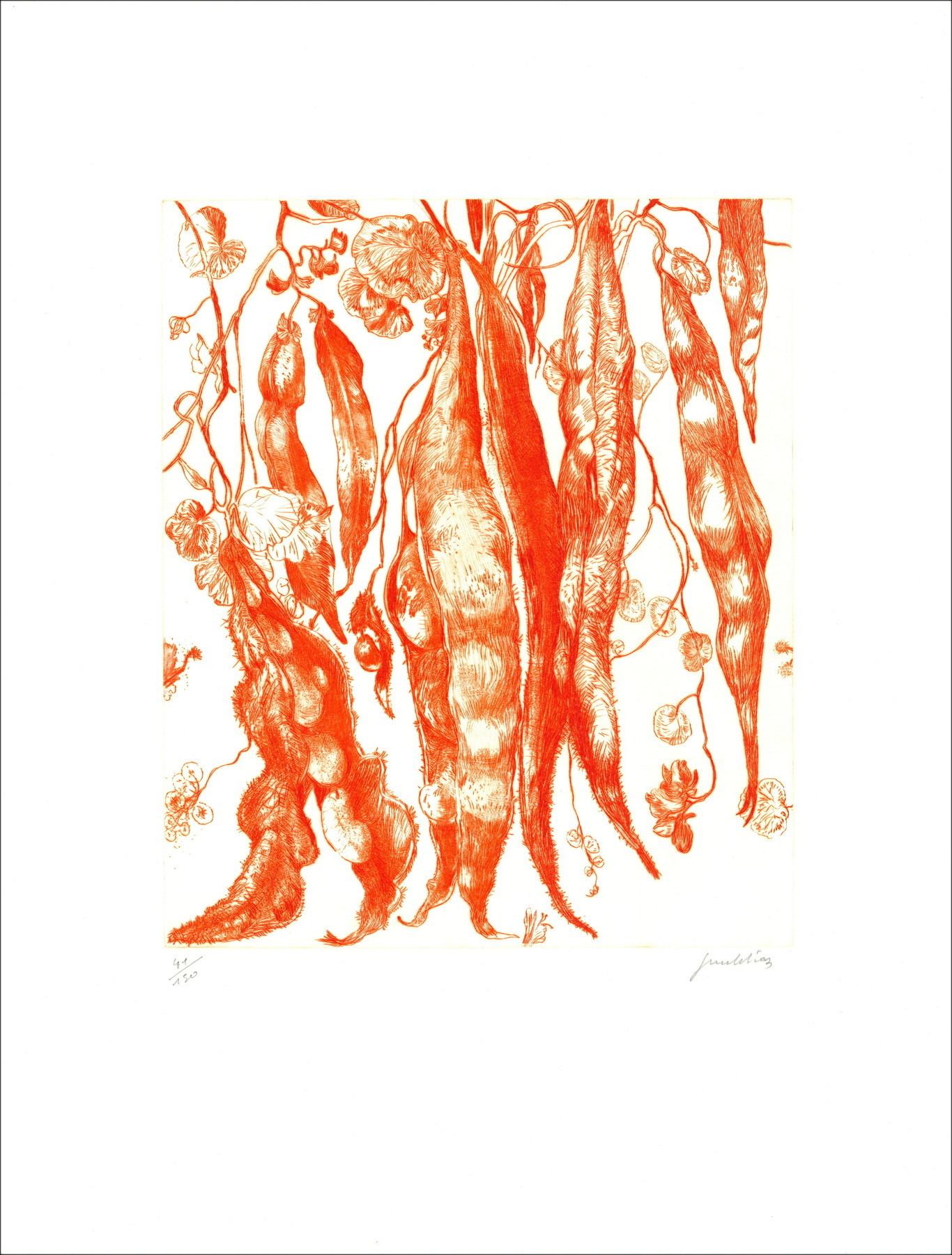 DIAZ Gérard - Original engraving "Haricots" 66x50cm