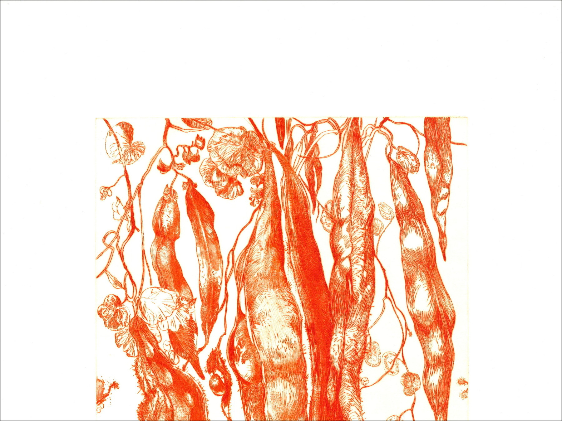 DIAZ Gérard - Originalgravur "Bohnen" 66x50cm
