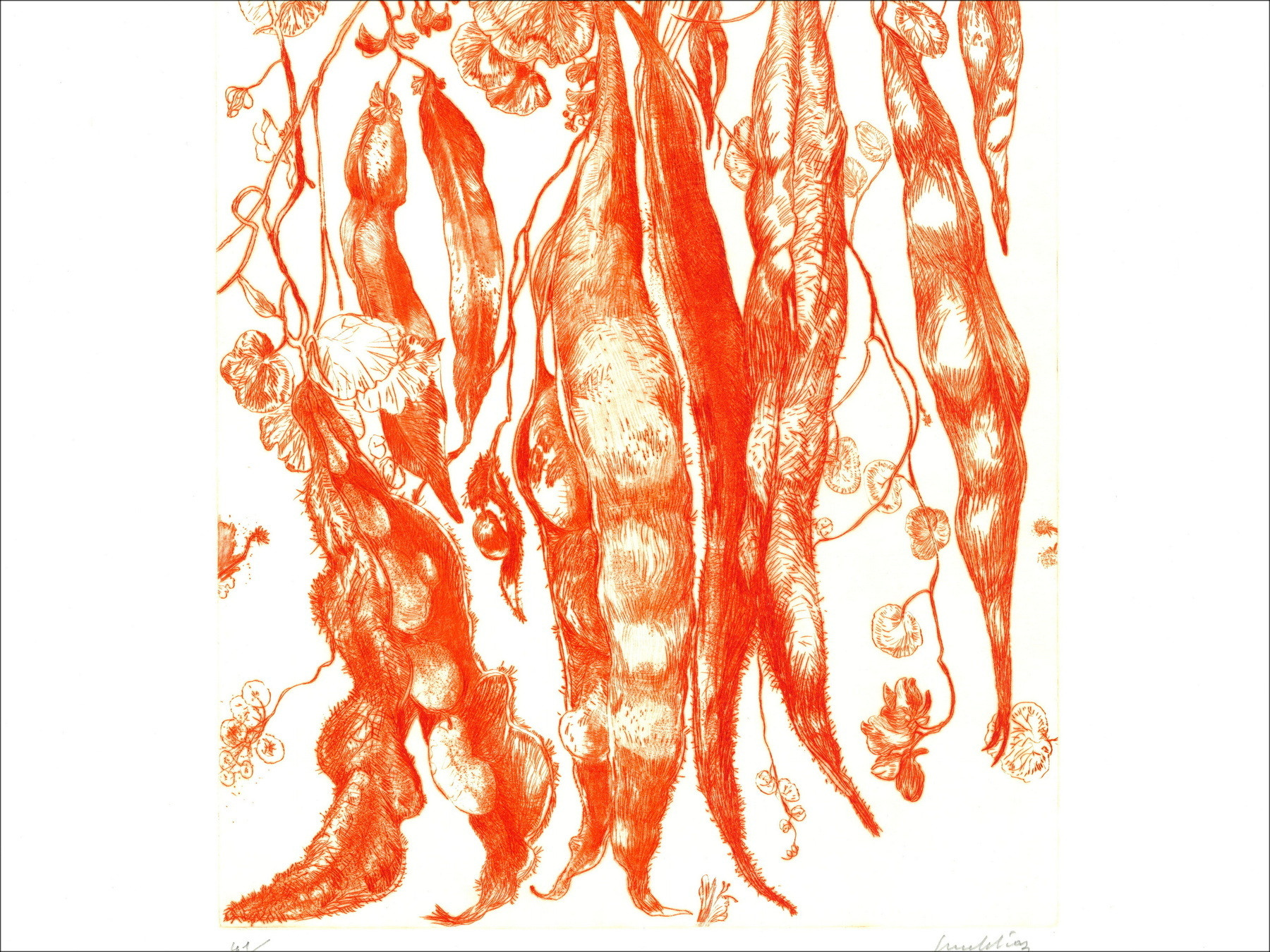 DIAZ Gérard - Incisione originale "Fagioli" 66x50cm