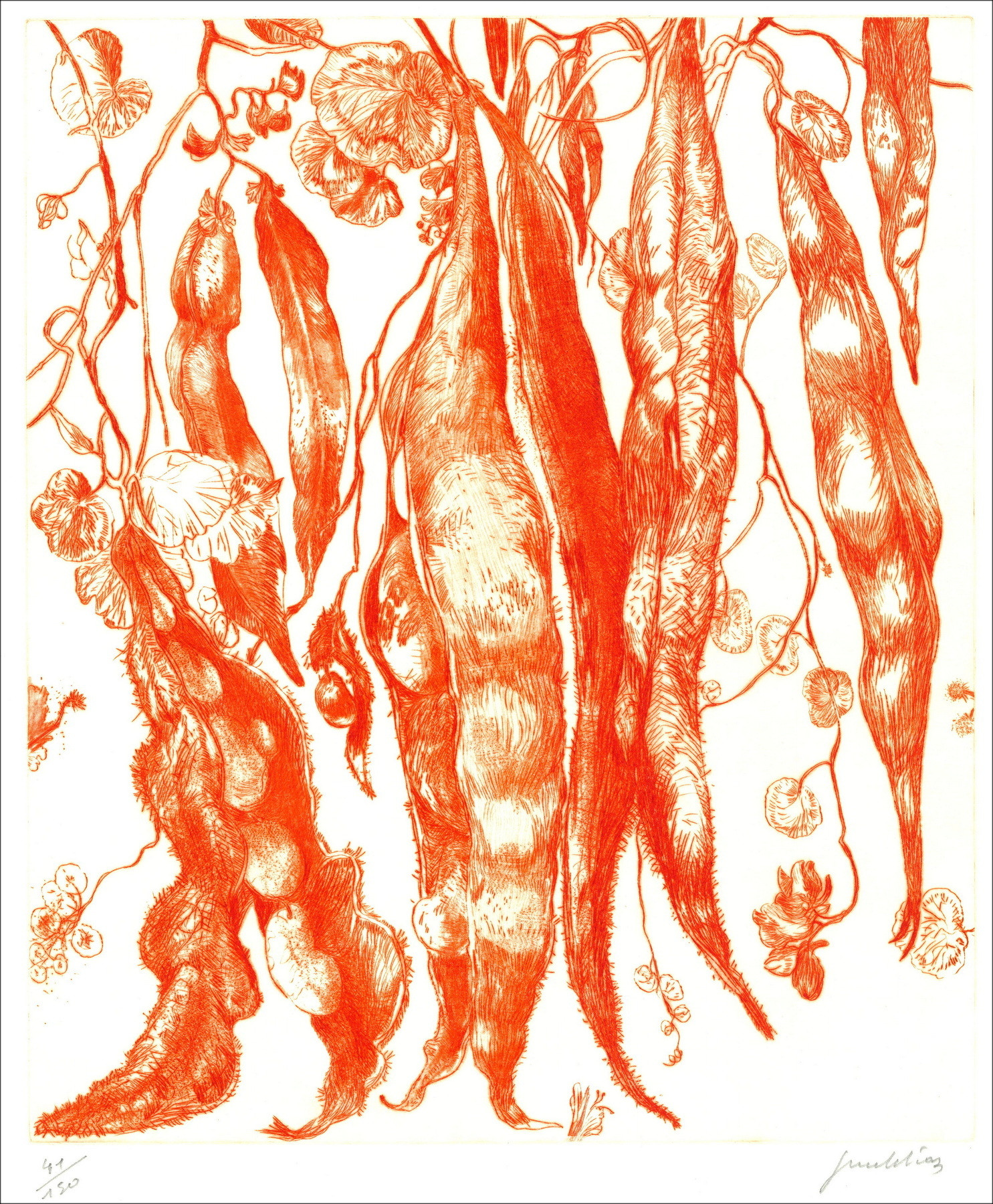 DIAZ Gérard - Originalgravur "Bohnen" 66x50cm